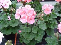   Nano F1 Appleblossom- 3 .