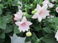   Astra Semi-Double Pink - 5 .