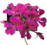   Tornado F1 fuschia - 3 .