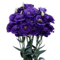   Excalibur 2 Blue - 5 .