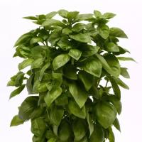  Everleaf Genovese - 10 .
