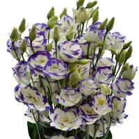   Excalibur 2 Blue Picotee - 5 .