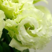   Mariachi F1 Lime Green - 5 .