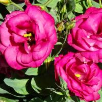   Mariachi F1 Carmine - 5 .