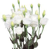   Excalibur 2 Pure White - 5 .