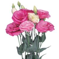   Excalibur 2 Rose Pink - 5 .