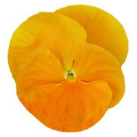   Italia F1 pure apricot - 5 .