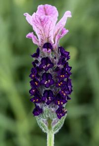   Castilliano 2.0 Lilac - 5 .