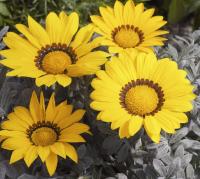   KISS F1 FROSTY YELLOW - 5 .