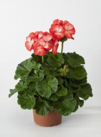   RINGO 2000 F1 Scarlet Star - 3 .