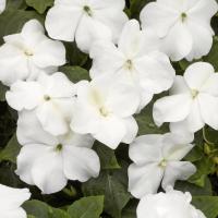   XTREME F1 WHITE -5 .