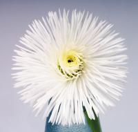  Habanera White - 10 .
