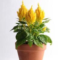   First Flame Yellow - 10 