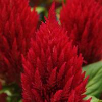   First Flame Red - 10 