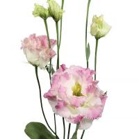  Alissa F1 2 First Love - 5 .