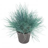  Festuca Buddy Blue - 5 .