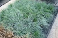  Festuca Buddy Blue - 5 .