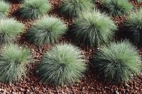  Festuca Buddy Blue - 5 .