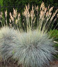  Festuca Buddy Blue - 5 .