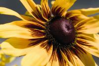  Denver Daisy - 5 .