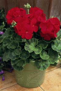   MULTIBLOOM F1 Red- 3 .