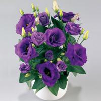  Rosie F1 lavender blue - 5 .