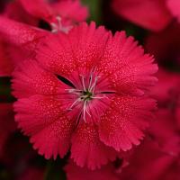 Гвоздика гибридная Floral Lace F1 Cherry - 5 шт.