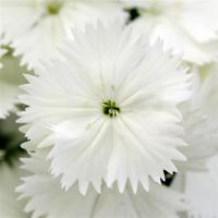 Гвоздика гибридная Floral Lace F1 White - 5 шт.