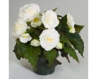   Fortune F1 White whith Rose Back - 5 .