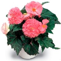   Fortune F1 Pink - 5 .