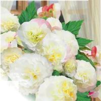   Fortune F1 White whith Rose Back - 5 .