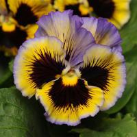   Frizzle Sizzle Yellow-Blue Swirl - 5 .