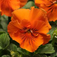   Frizzle Sizzle Orange - 5 .
