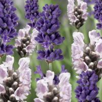   Scent full MIX. ! - 10 .