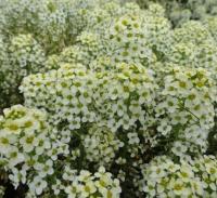   Sweetie Lemon Yellow. ! - 20 .
