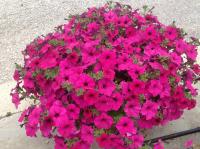   Garden Beauty F1 Violet ( ) - 5 .