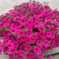   Garden Beauty F1 Violet ( ) - 5 .