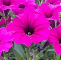 Ампельная петуния Garden Beauty F1 Violet (крупный цветок) - 5 шт.