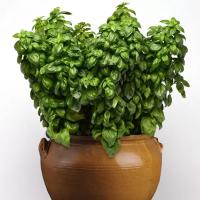  Everleaf Genovese - 10 .