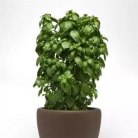  Everleaf Emerald Towers - 10 .