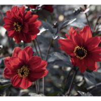   Black forest Ruby - 5 .
