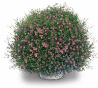   Gypsy Deep Rose - 5 .