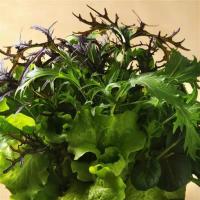  SimplySalad Global Gourmet Mix - 3 .