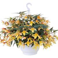 ������� ����������� Groovy Mellow Yellow - 3 ��.