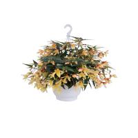 ������� ����������� Groovy Mellow Yellow - 3 ��.