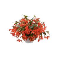 ������� ����������� Groovy Orange -3 ��.