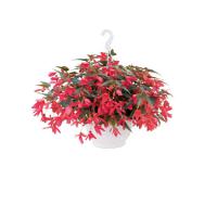 ������� ����������� Groovy Rose - 3 ��.