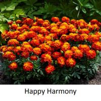   Happy Harmony - 10 .