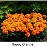   Happy orange - 10 .