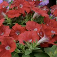   F1 Hotunia Red - 5 .